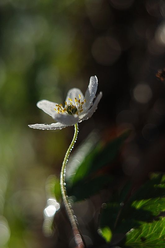Photo 108994