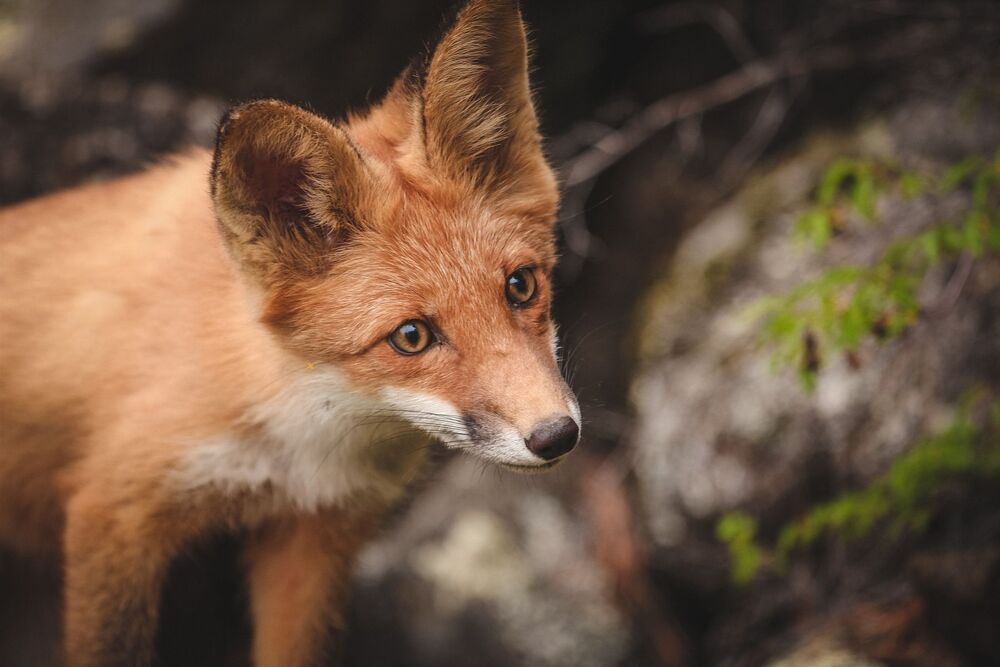 Fox