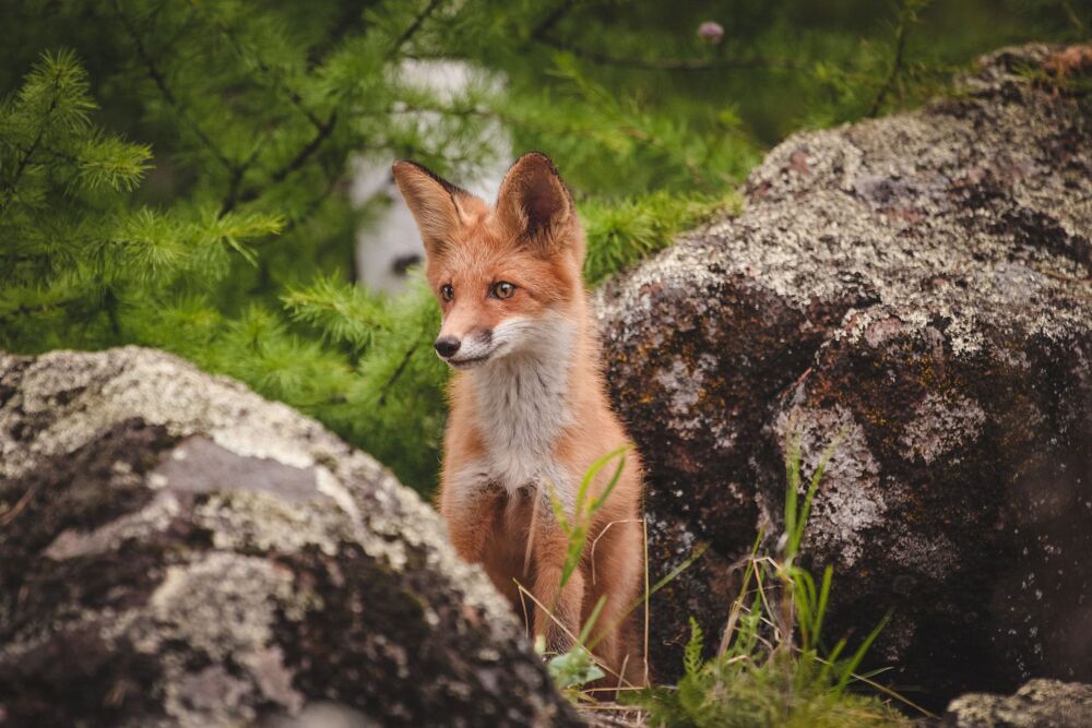 Fox