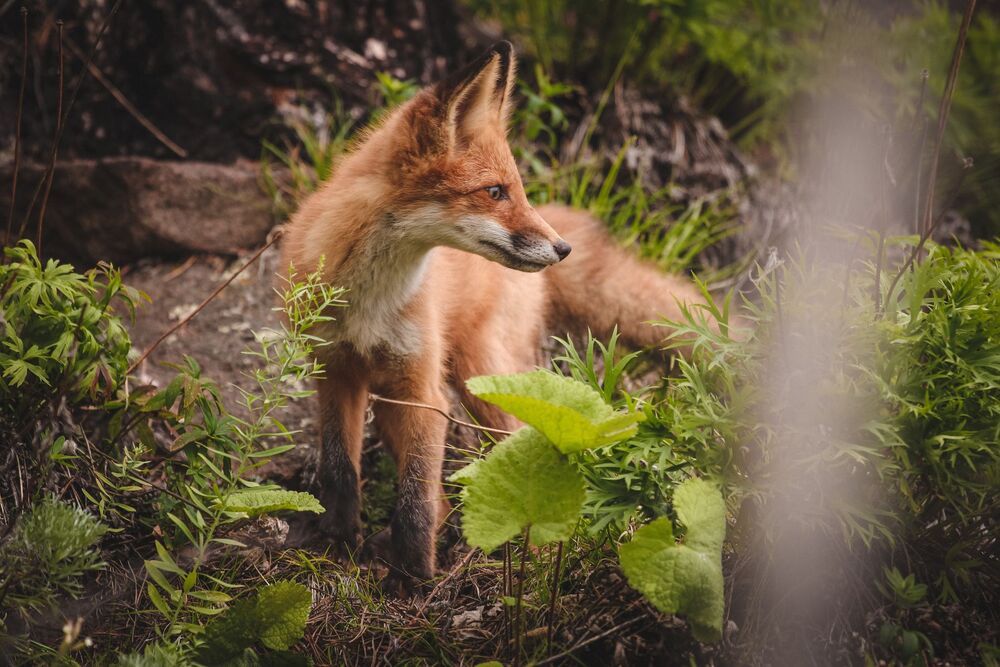 Fox