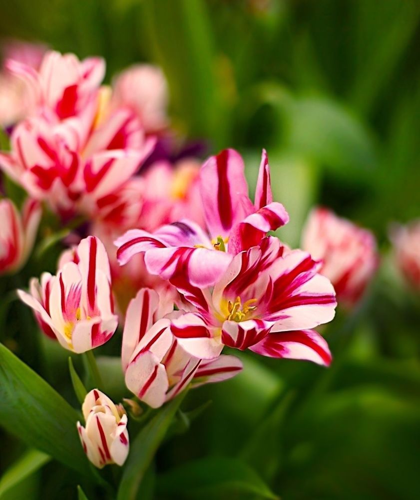 Tulips