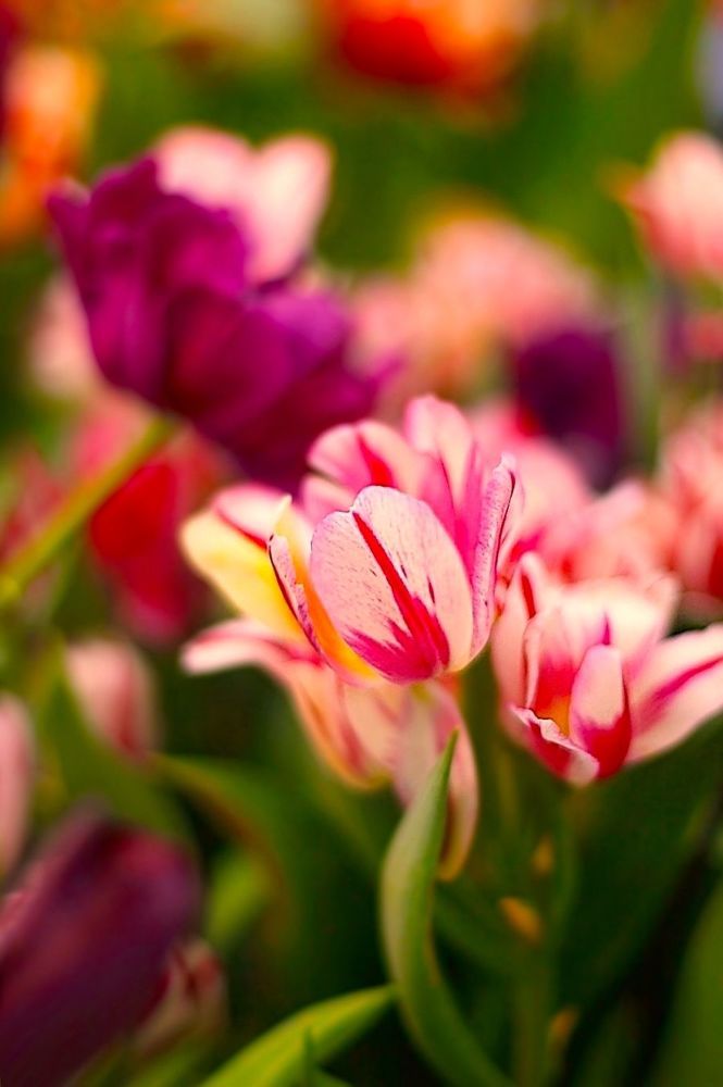 Tulips