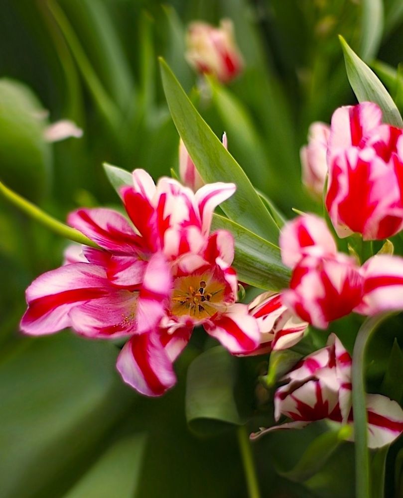 Tulips