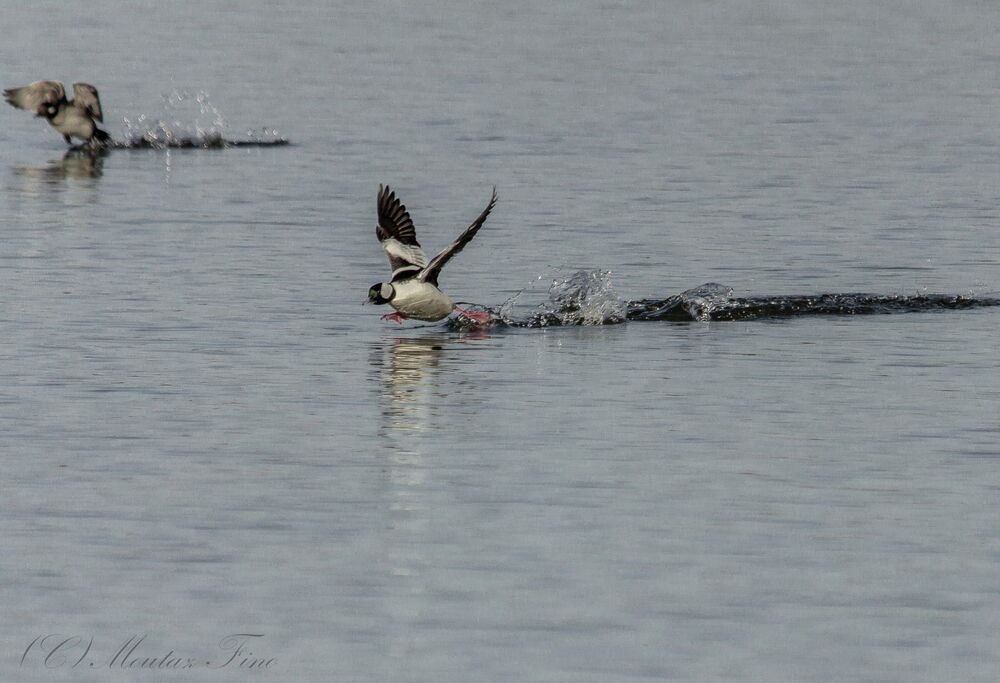 bufflehead