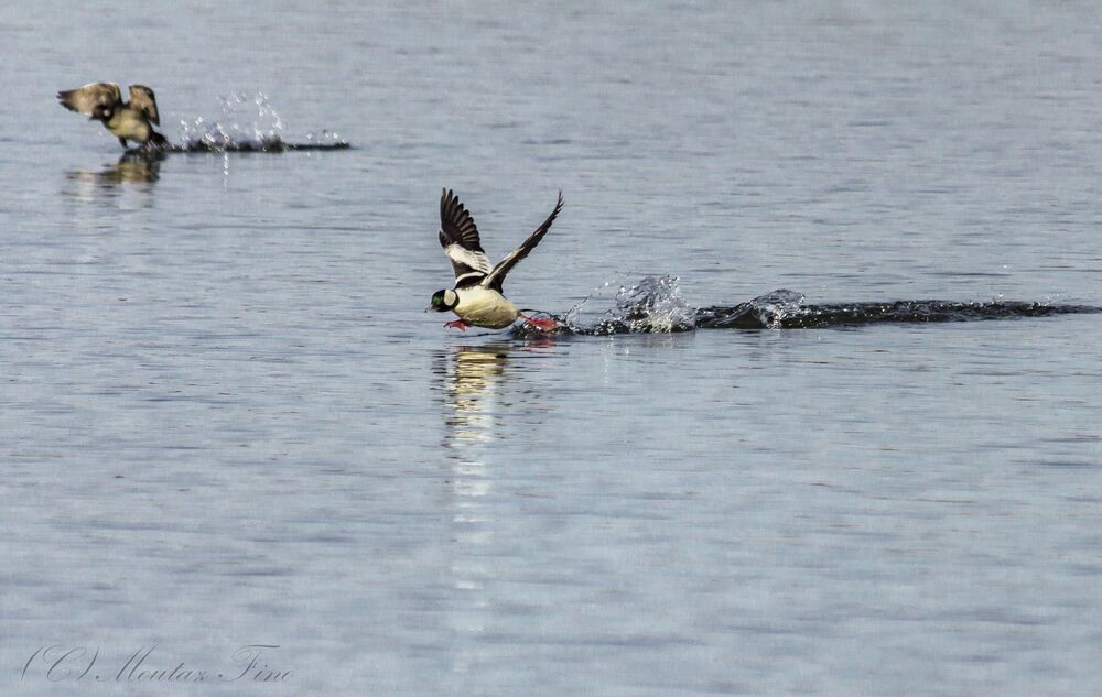 bufflehead