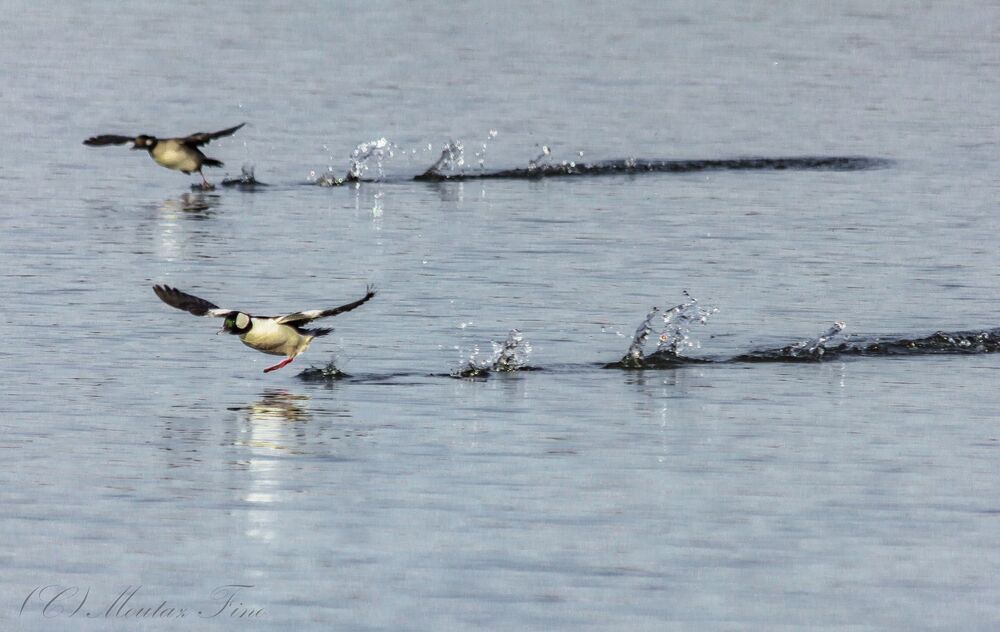 bufflehead