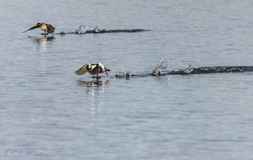 bufflehead