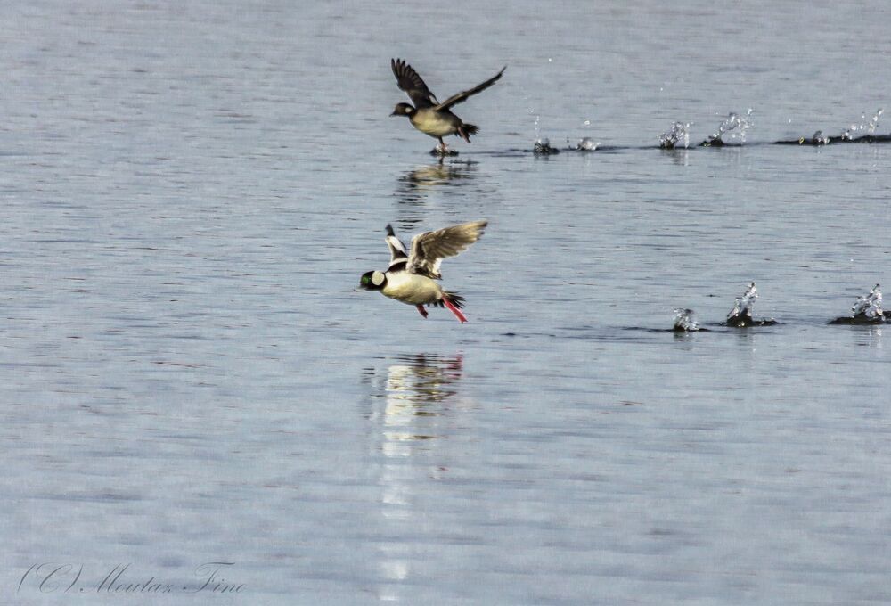 bufflehead