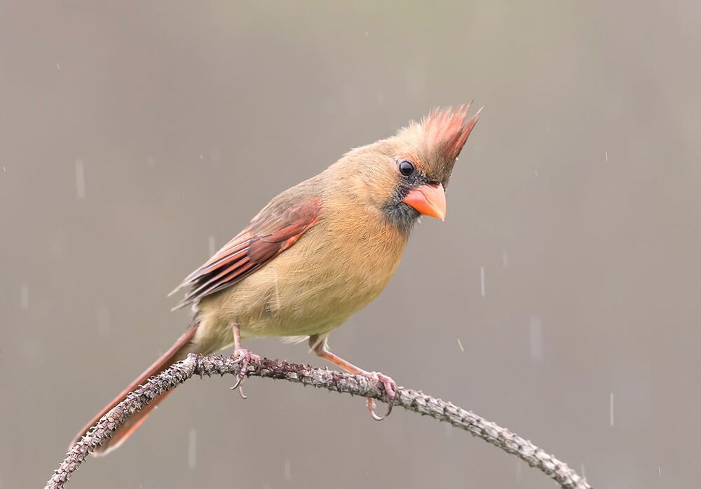 Красный кардинал (cамка) - Northern Cardinal (female)