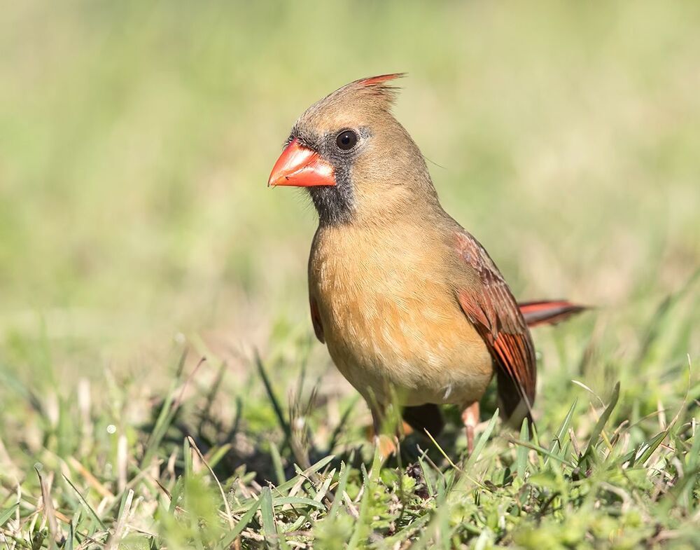 Красный кардинал (cамка) - Northern Cardinal (female)