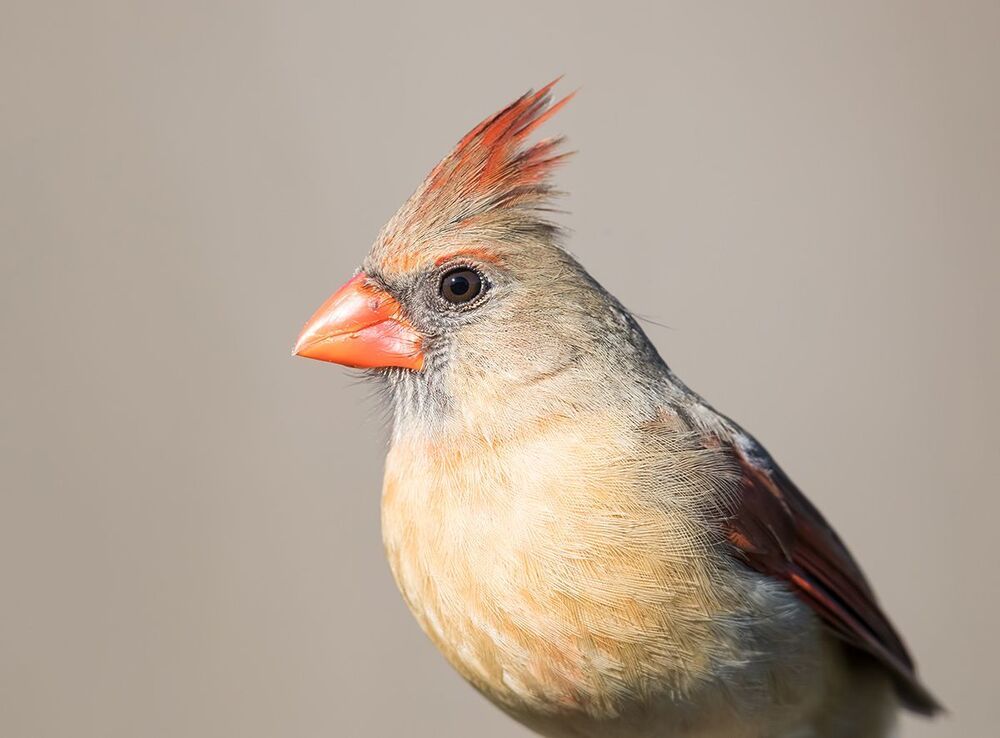 Красный кардинал (cамка) - Northern Cardinal (female)