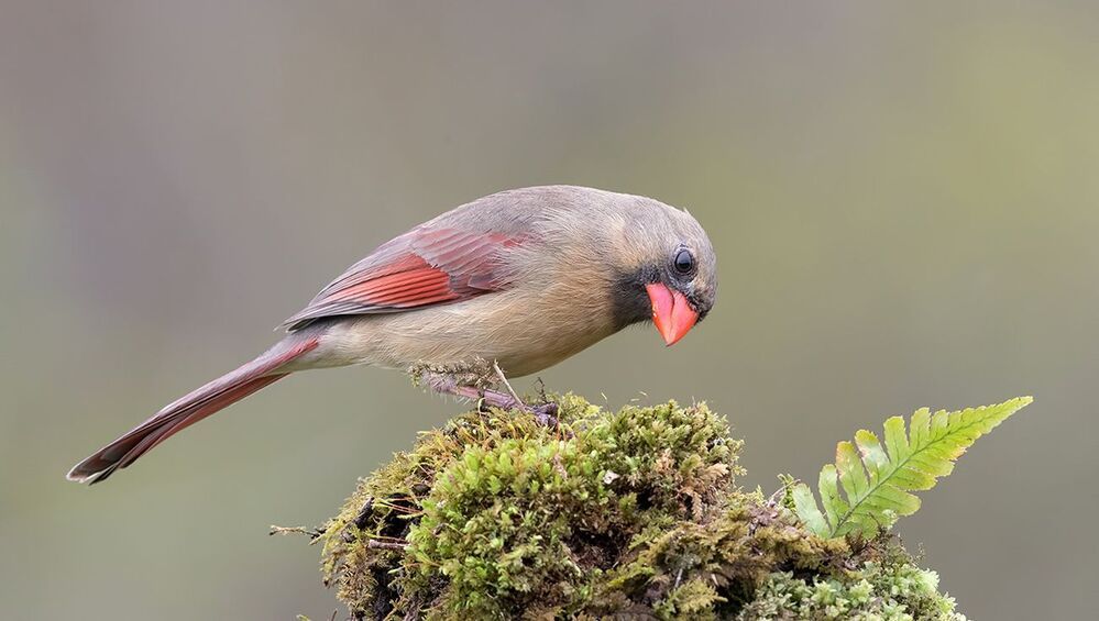 Красный кардинал (cамка) - Northern Cardinal (female)