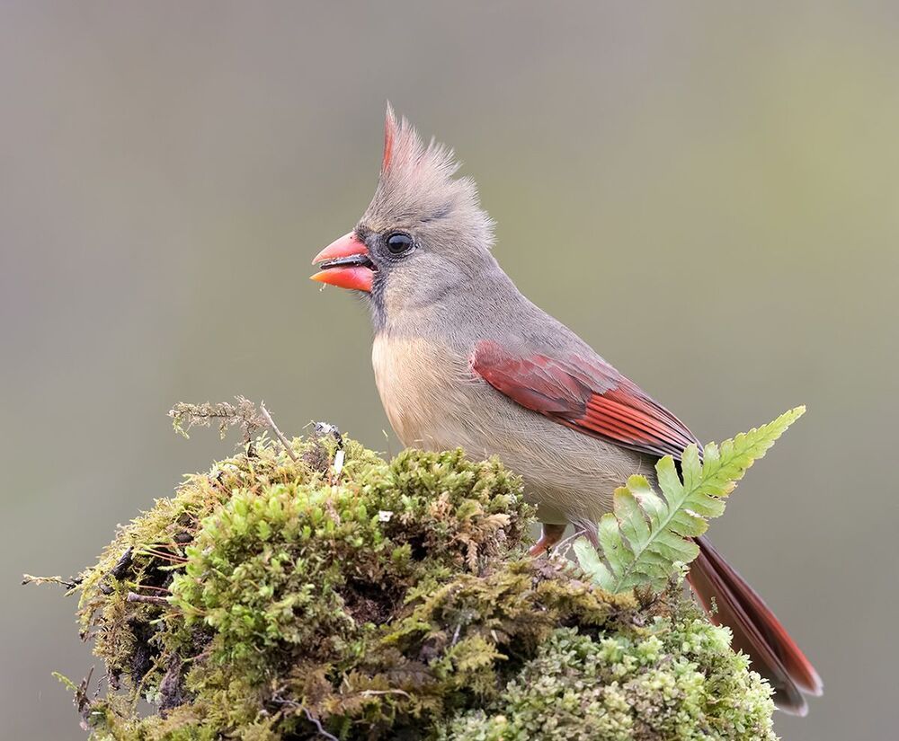 Красный кардинал (cамка) - Northern Cardinal (female)