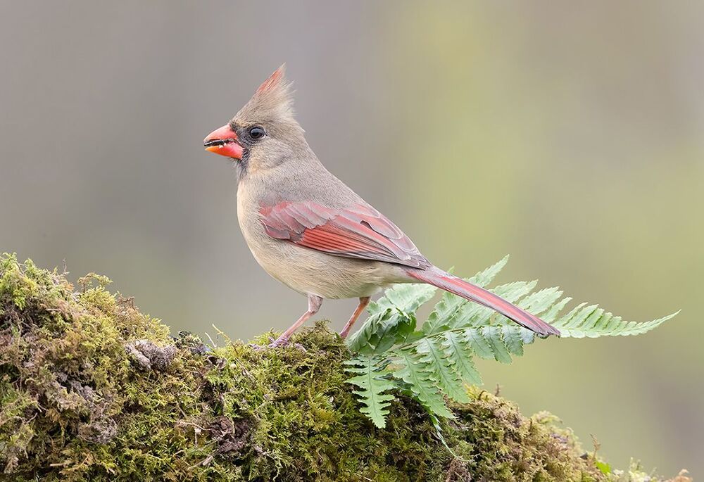 Красный кардинал (cамка) - Northern Cardinal (female)