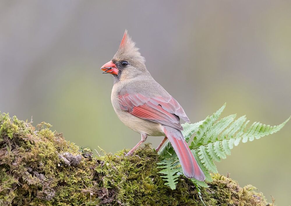 Красный кардинал (cамка) - Northern Cardinal (female)