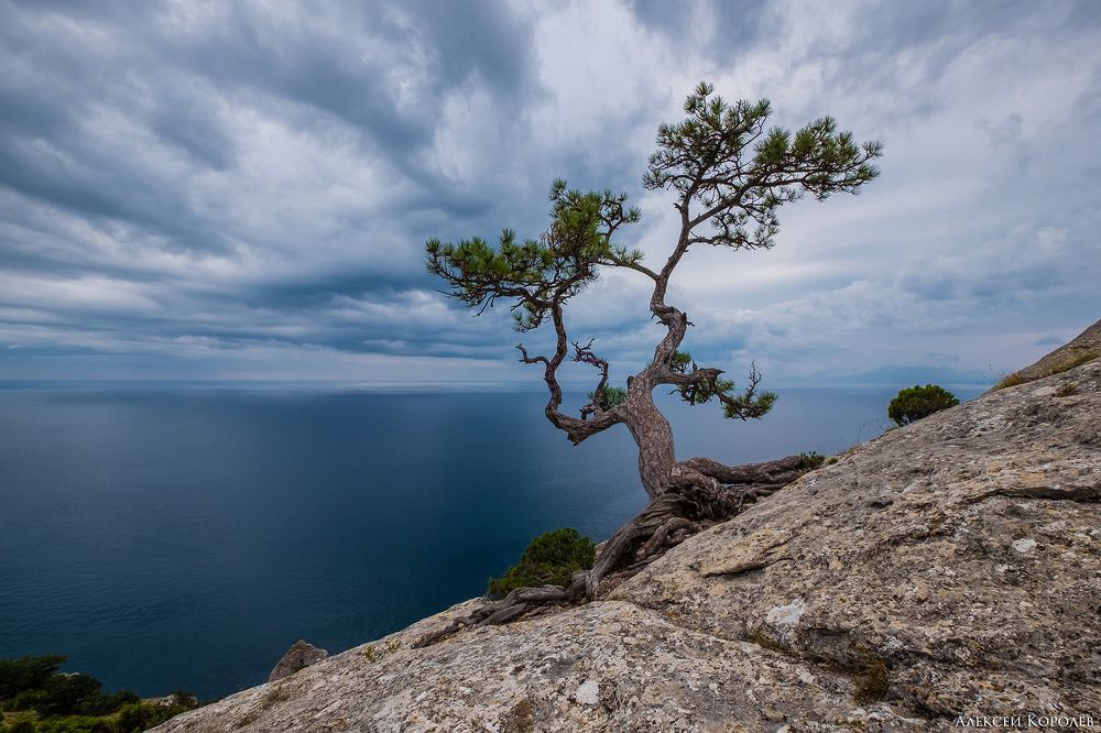 А эта сосна популярна на 35photo. Пик Космоса, горный массив Караул-Оба.