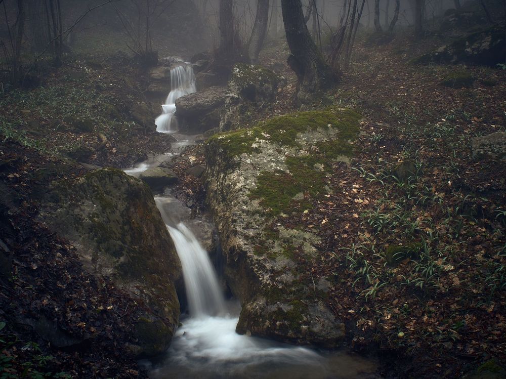 Крымский лес