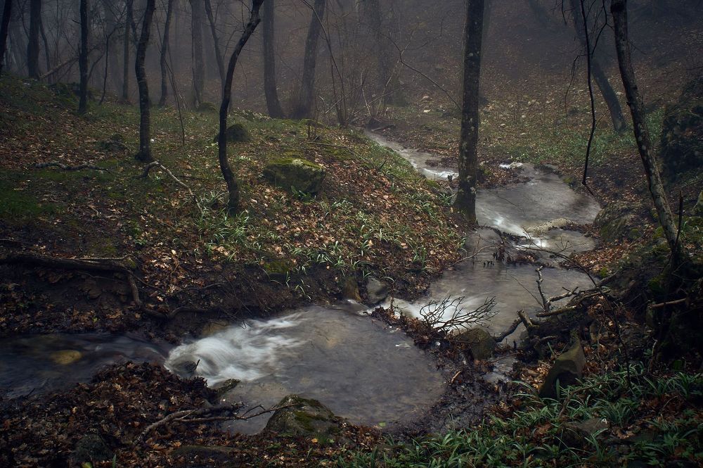 Крымский лес