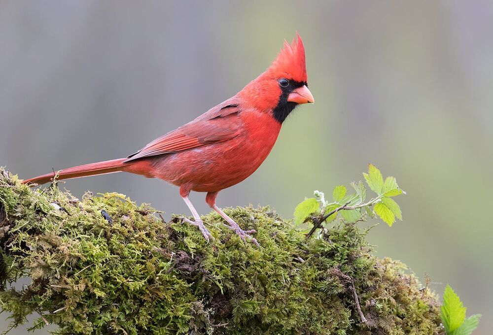 Красный кардинал - Northern Cardinal