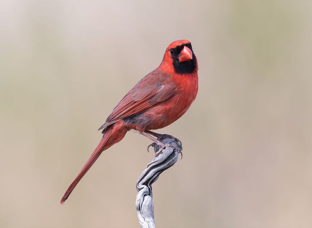 Красный кардинал - Northern Cardinal