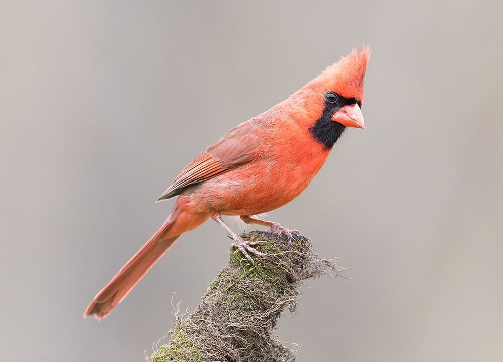 Красный кардинал - Northern Cardinal