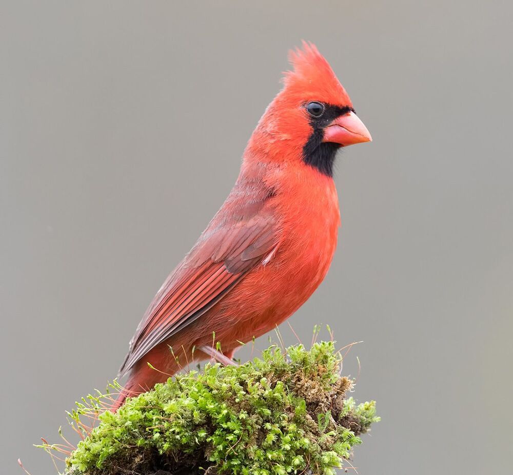 Красный кардинал - Northern Cardinal