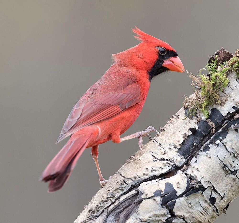 Красный кардинал - Northern Cardinal