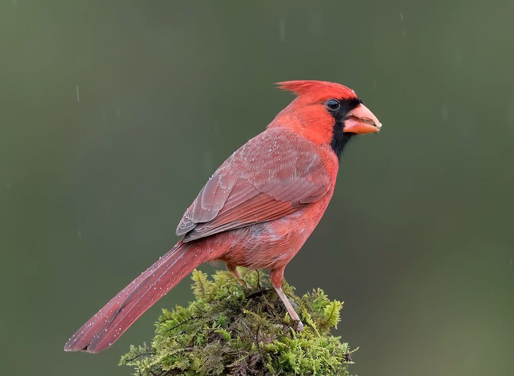 Красный кардинал - Northern Cardinal