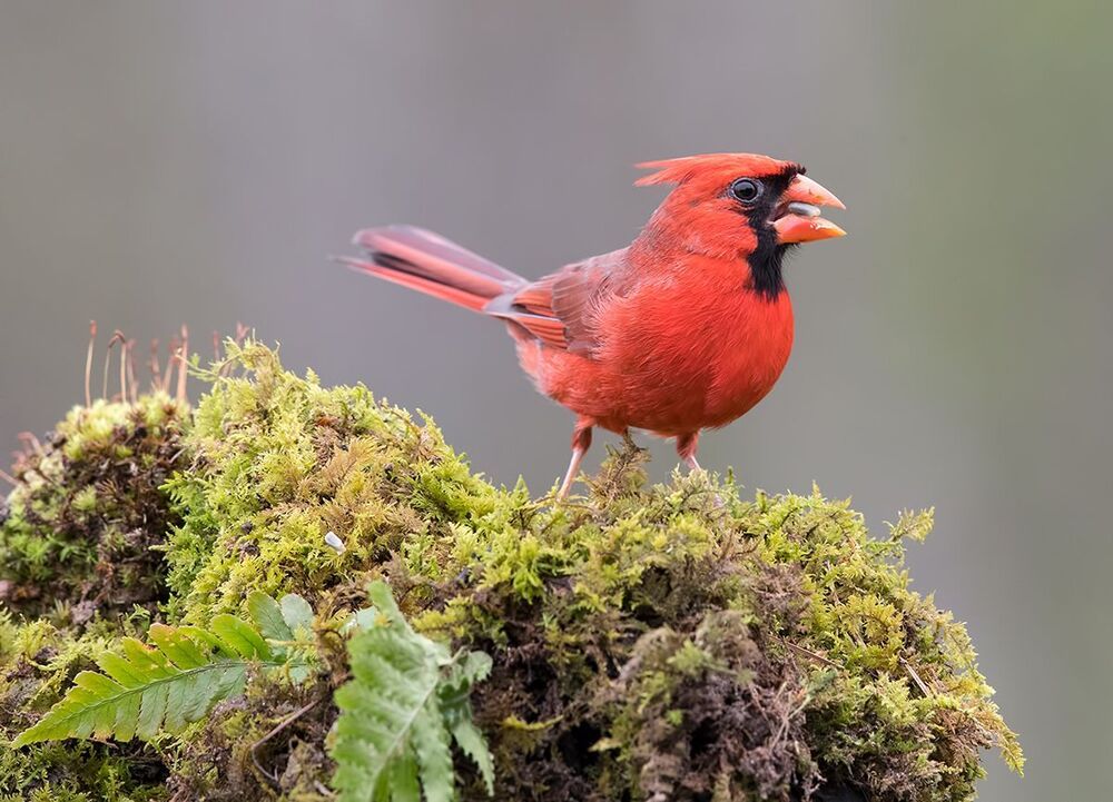 Красный кардинал - Northern Cardinal