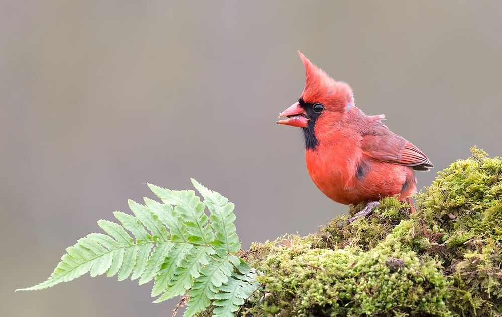 Красный кардинал - Northern Cardinal