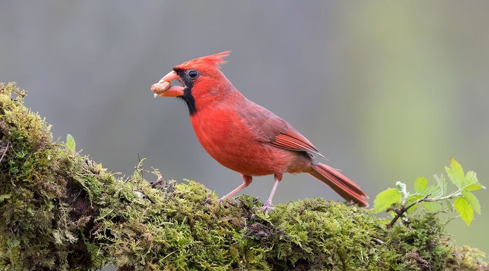 Красный кардинал - Northern Cardinal