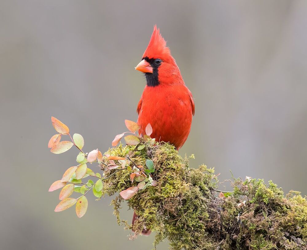 Красный кардинал - Northern Cardinal