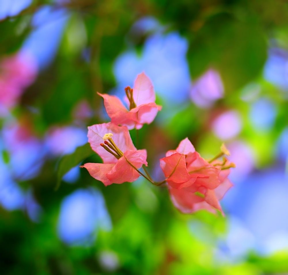 Bougainvillea