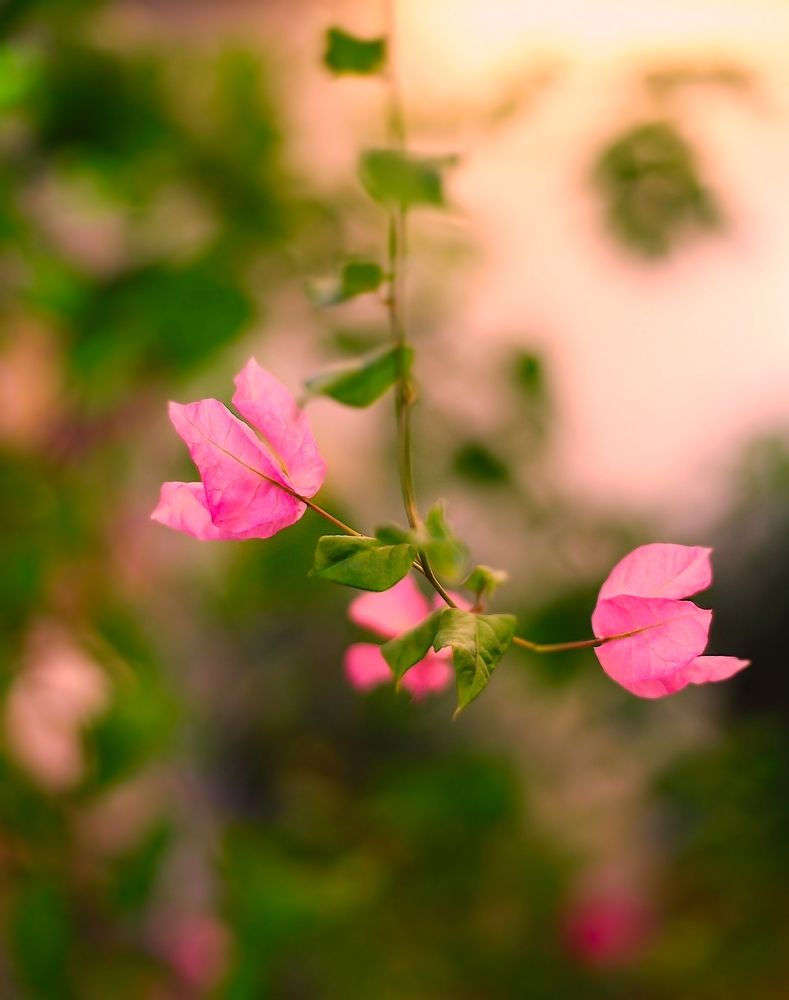 Bougainvillea
