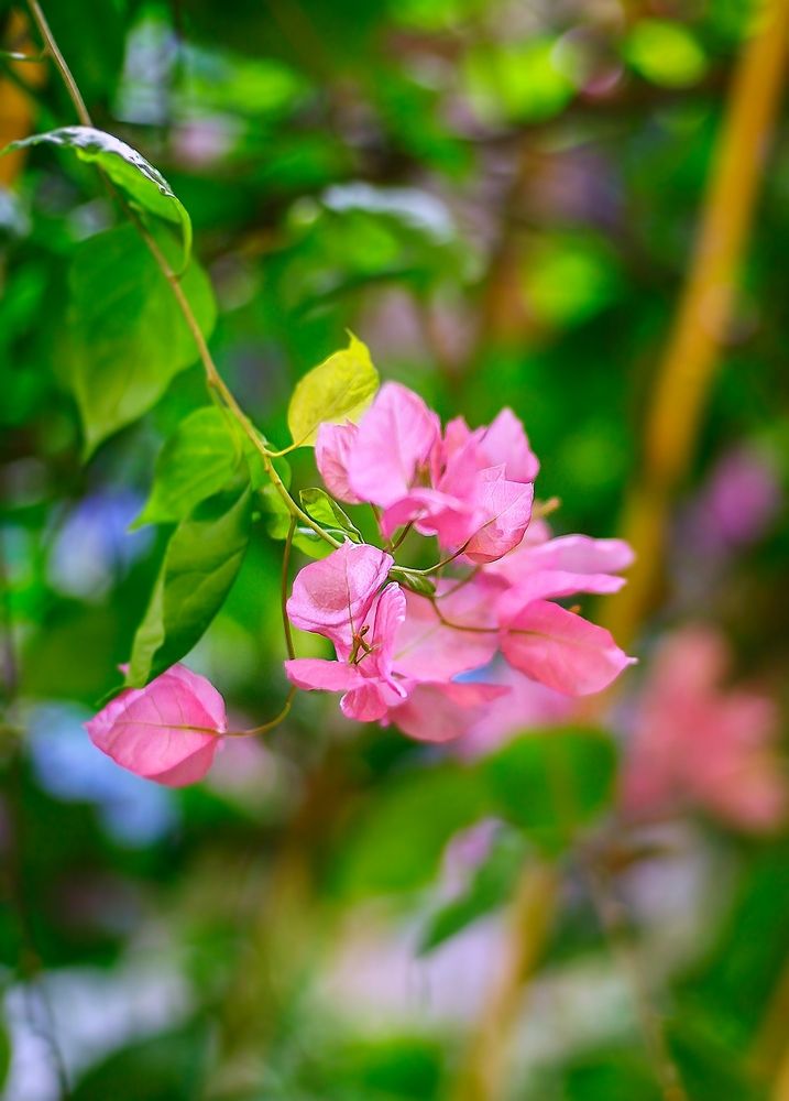 Bougainvillea