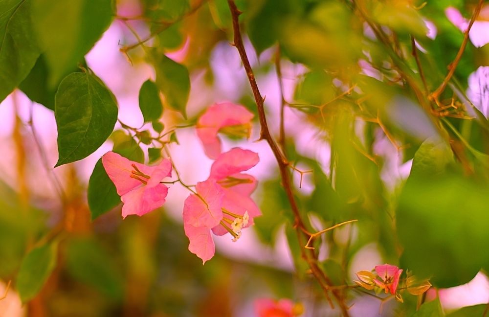 Bougainvillea