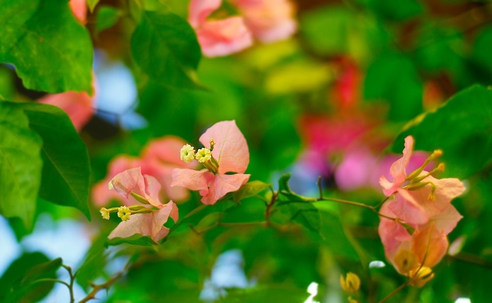Bougainvillea