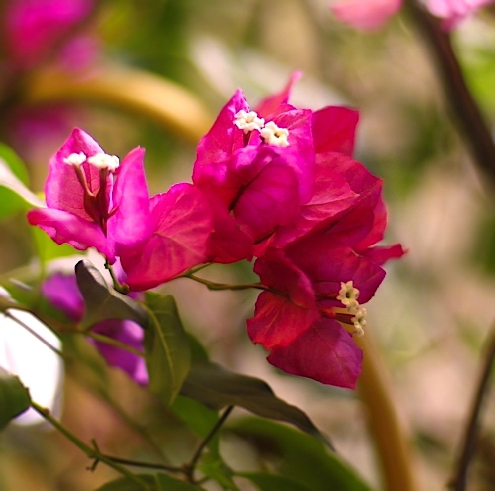 Bougainvillea