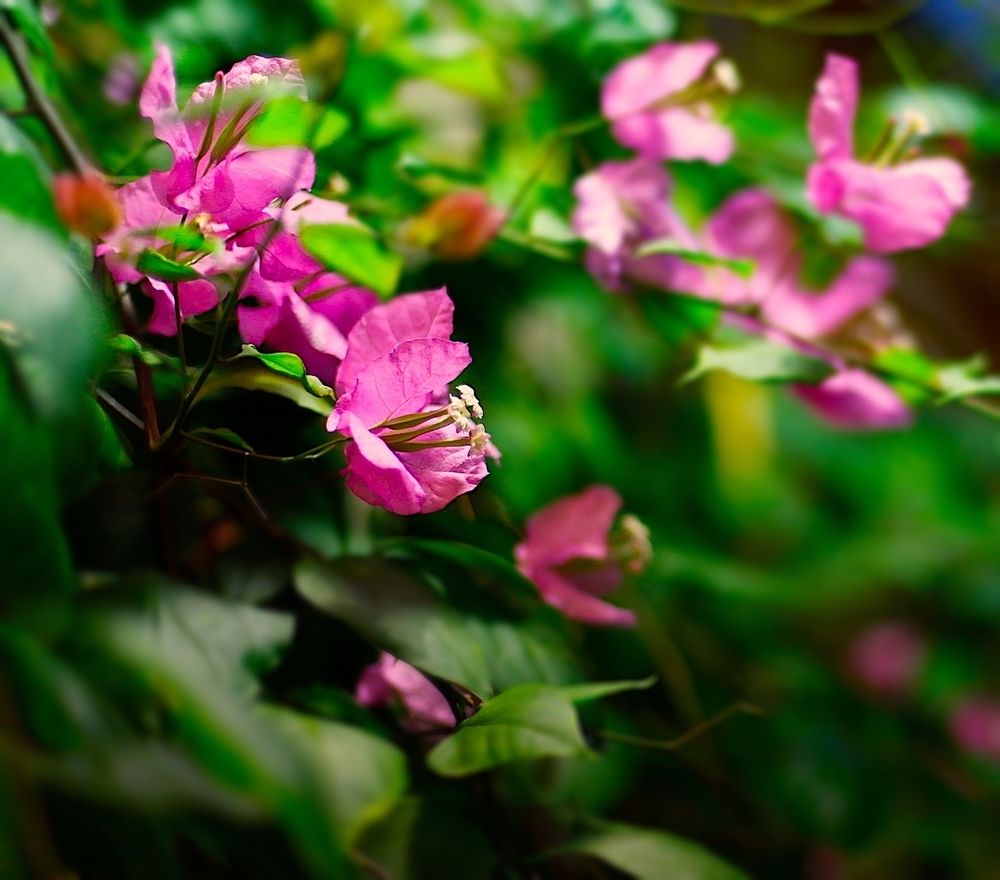 Bougainvillea