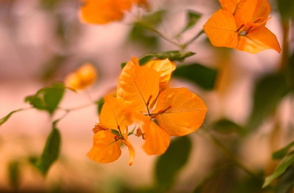 Bougainvillea