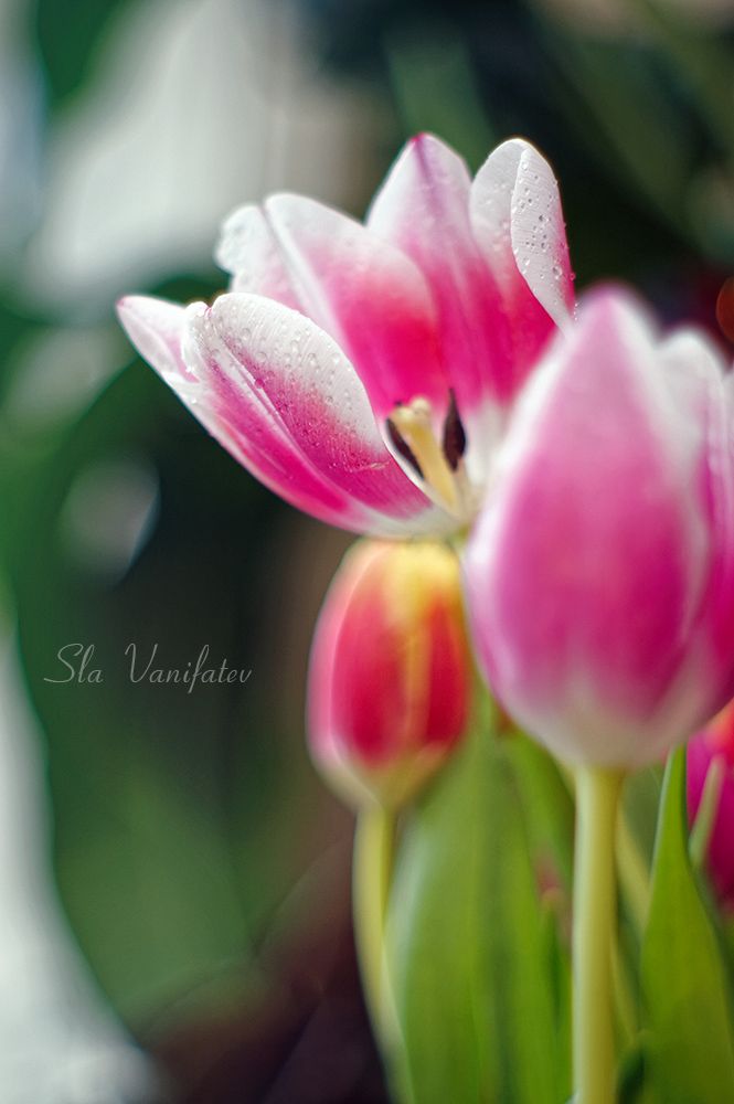 Nikon D50 + Pentax-M 50\2.0 SMS