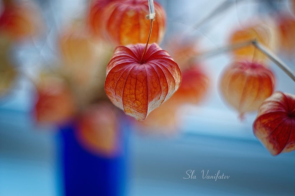 Nikon D50 + Pentax-M 50\2.0 SMS