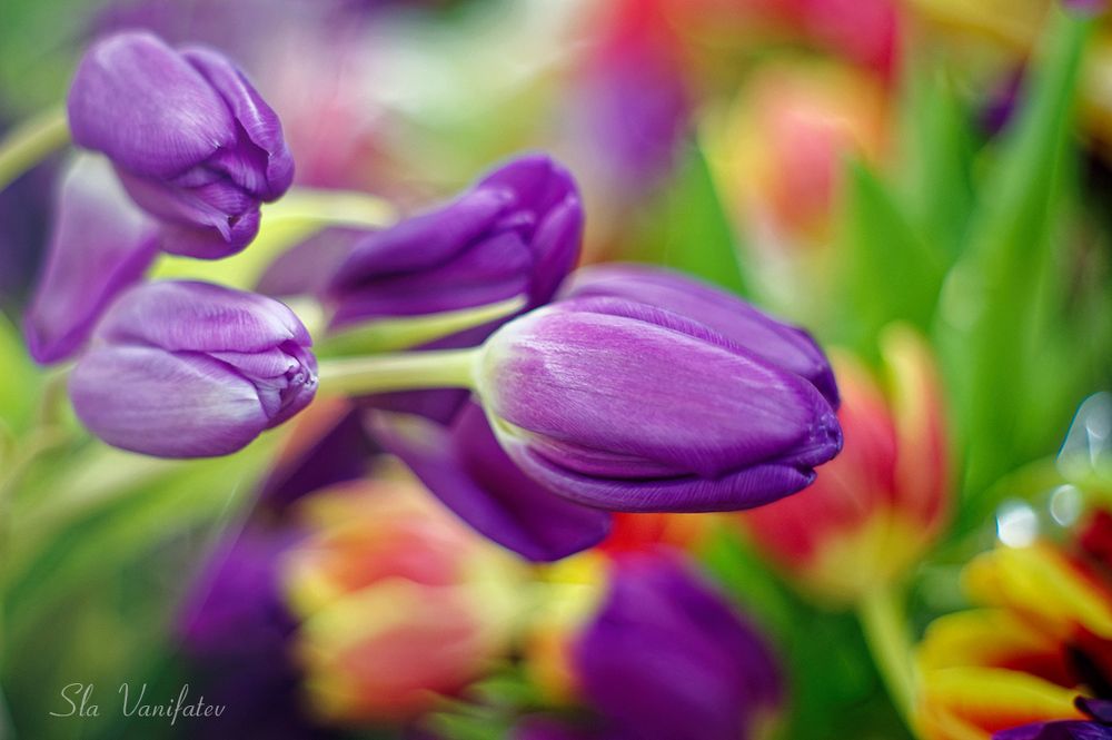 Nikon D50 + Pentax-M 50\2.0 SMS