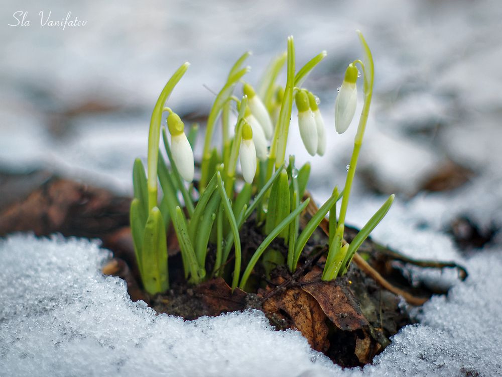 Nikon D50 + Pentax-M 50\2.0 SMS