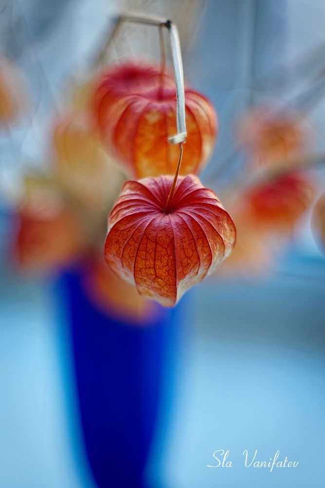 Nikon D50 + Pentax-M 50\2.0 SMS