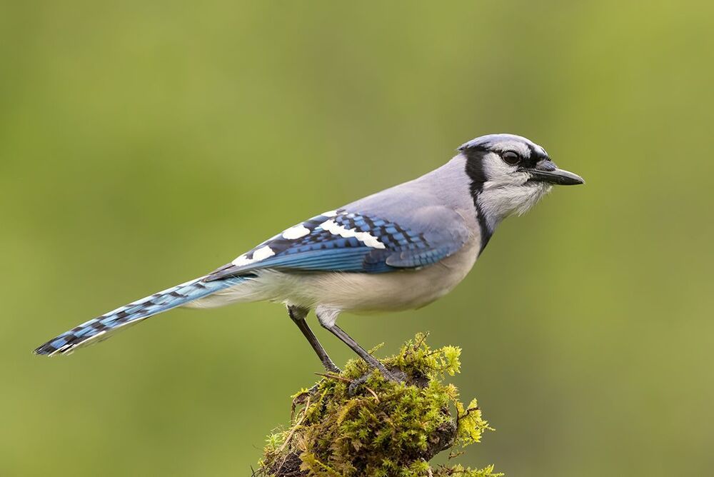 Голубая сойка - Blue Jay