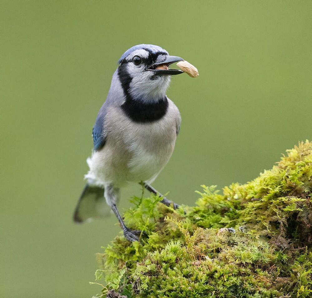 Голубая сойка - Blue Jay