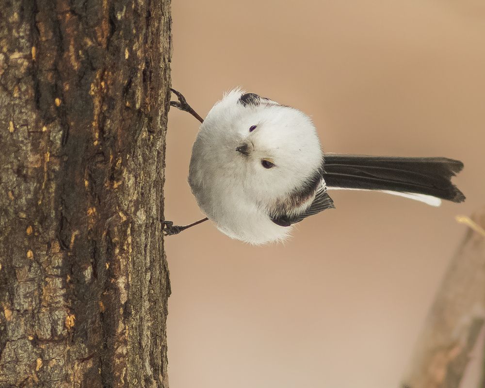 Ополовник