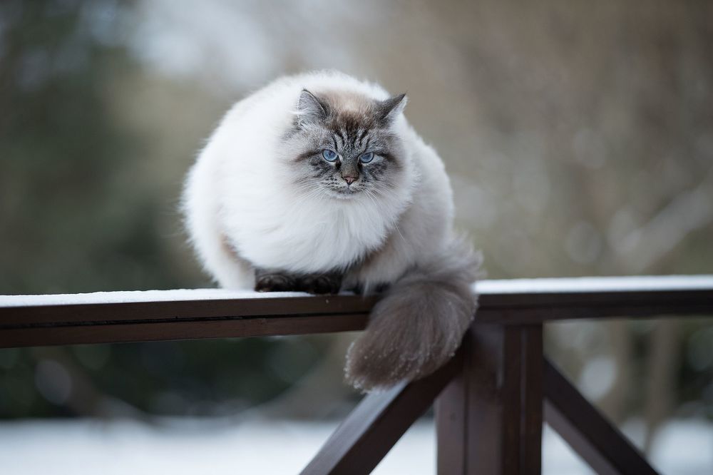 Милый шарик...