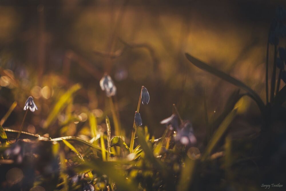 Photo 1088246